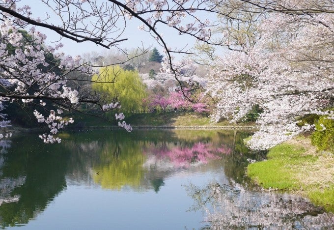 三ツ池公園 桜