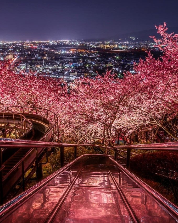 松田山ハーブガーデン 桜