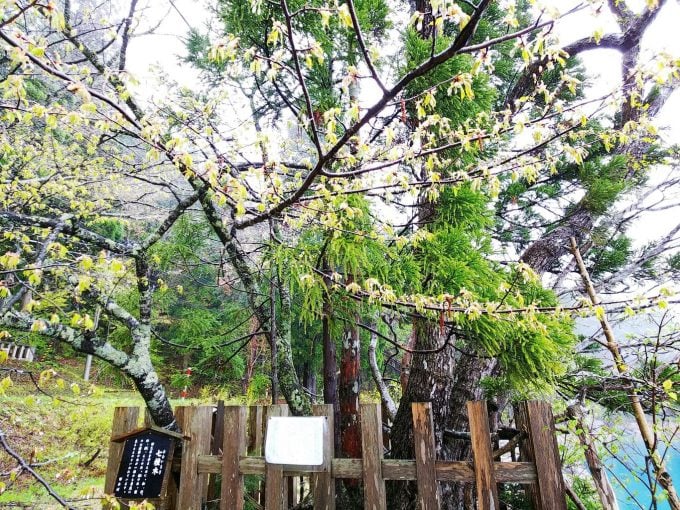 秋田 パワースポット御座石神社 七色木