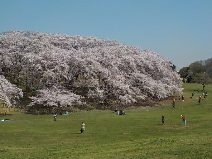 根岸森林公園 桜