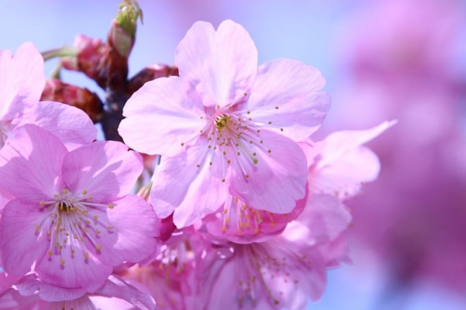 三ツ池公園 桜