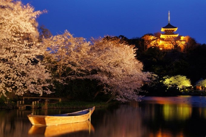 観桜の夕べ