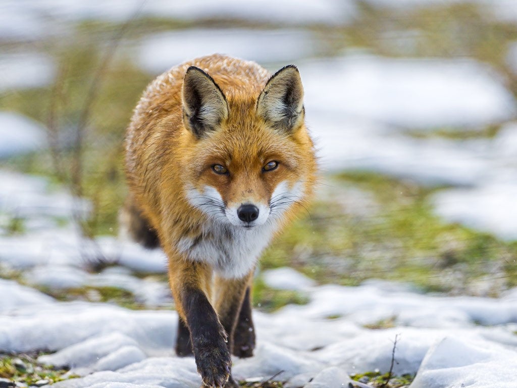 北海道 動物 キツネ