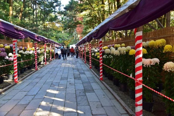 彌彦神社