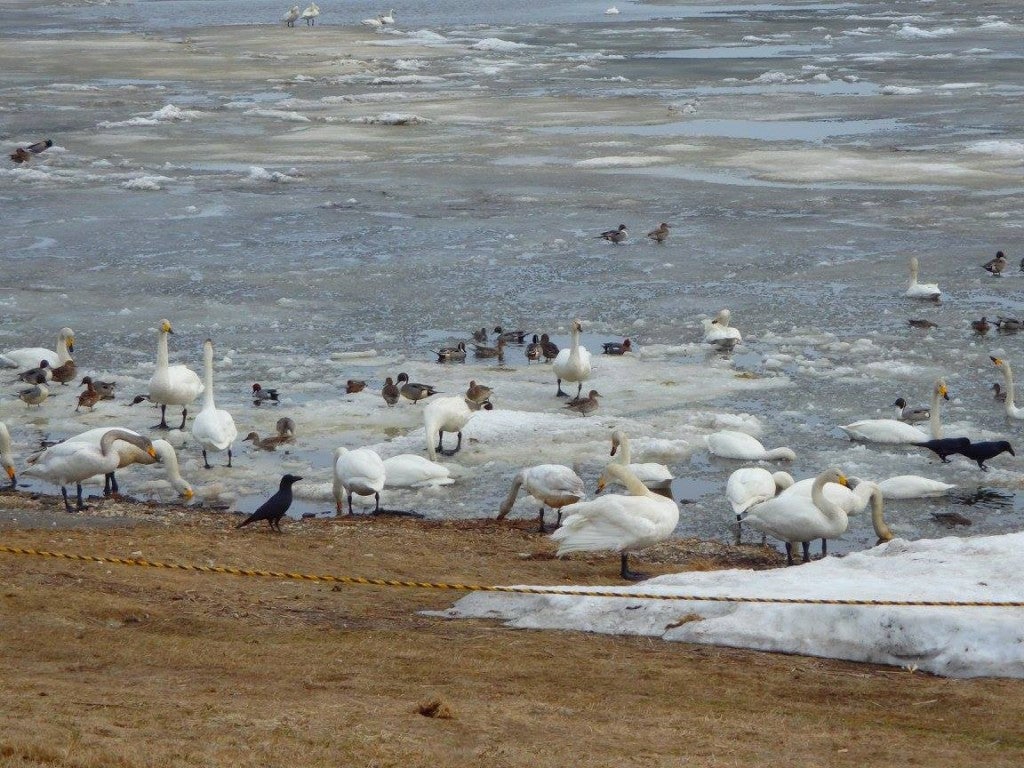 北海道 白鳥