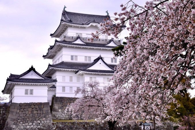 小田原城址公園 桜