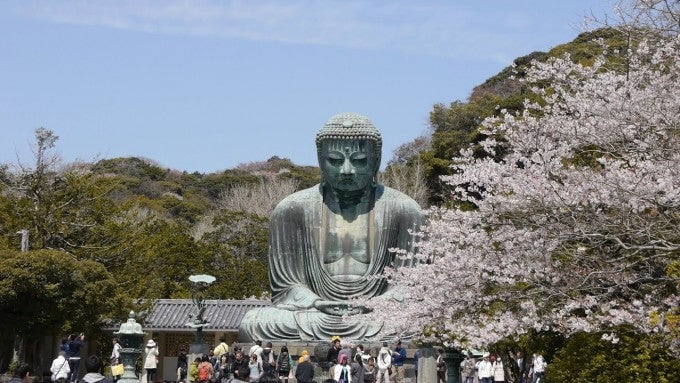鎌倉大仏 桜