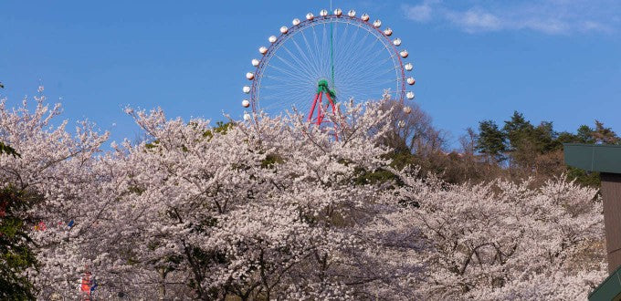 プレジャーフォレスト 桜