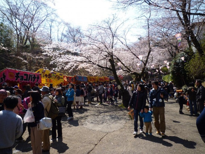 あつぎ飯山桜まつり