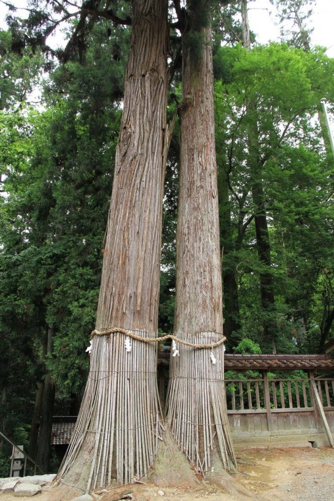 伊和神社 夫婦杉 パワースポット