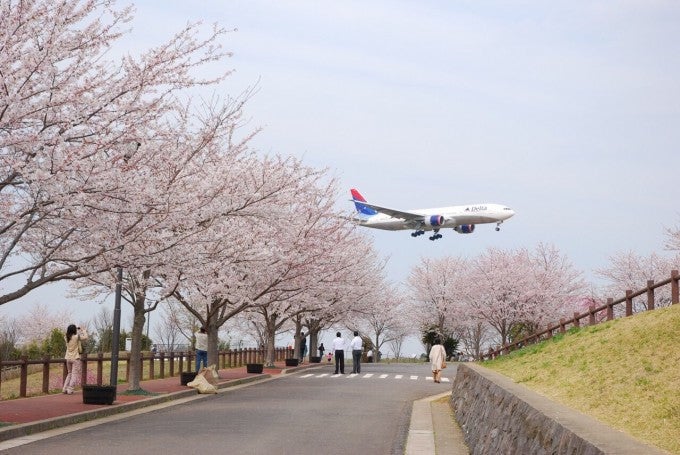 成田市さくらの山