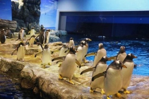 市立 しものせき水族館 海響館