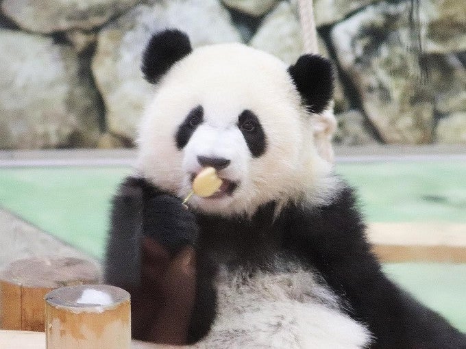 和歌山 パンダ