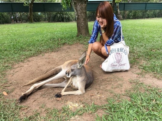 Australia ZOO カンガルー
