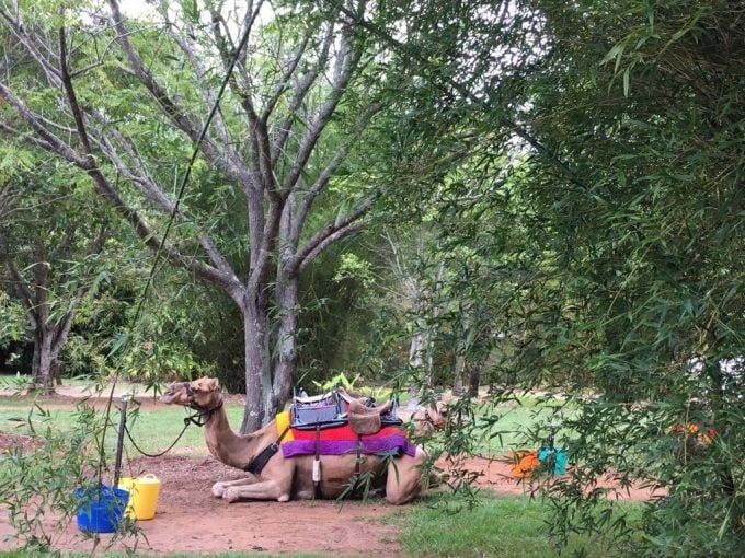 Australia ZOO らくだ