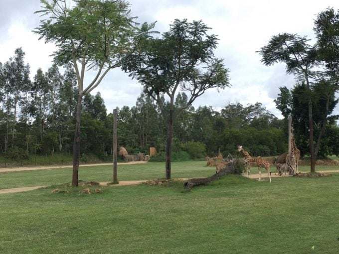 Australia ZOO 広場