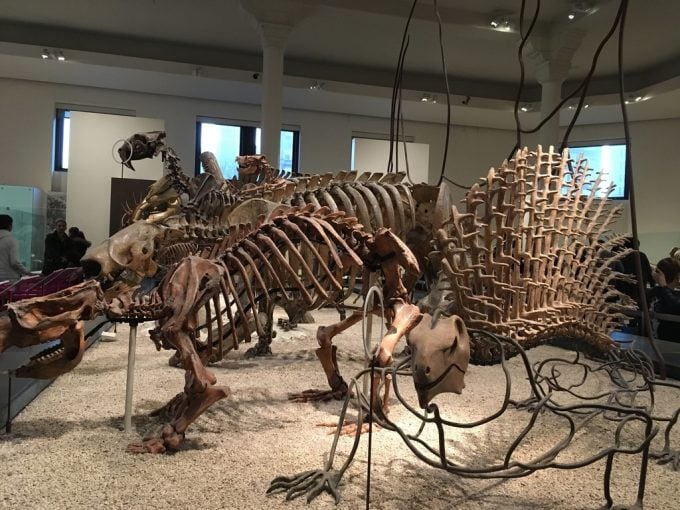 American Museum of Natural History
