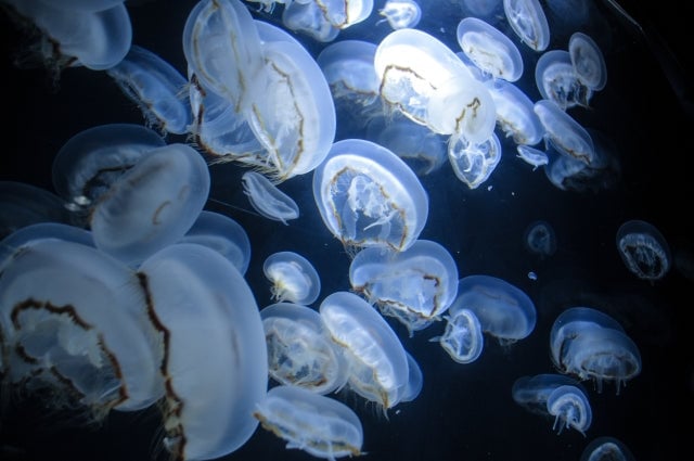 山形おすすめ観光名所 鶴岡市立加茂水族館