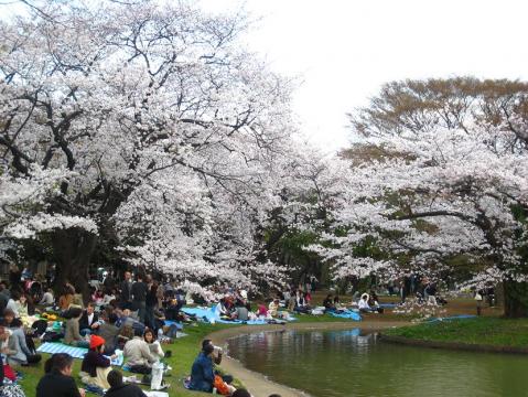 代々木公園 花見