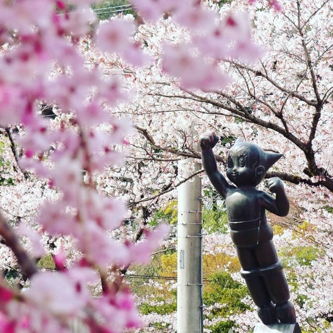 飯能中央公園 桜