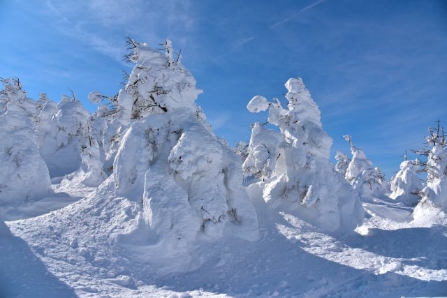 蔵王の樹氷