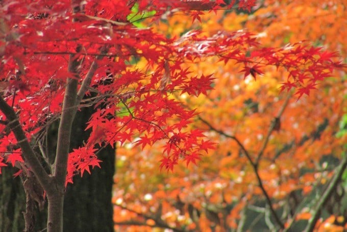 県立奥武蔵自然公園 紅葉