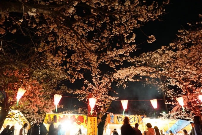 飯能中央公園 桜