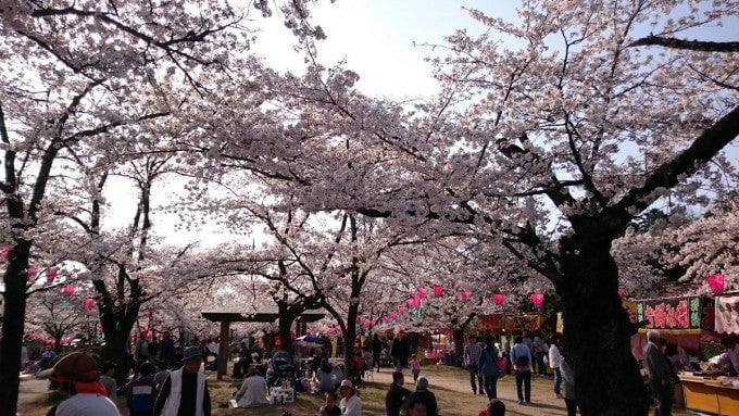飯能市中央公園 桜