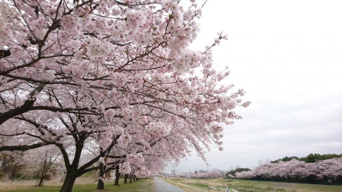 こだま千本桜 埼玉