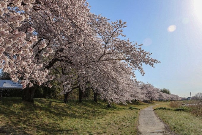こだま千本桜 埼玉