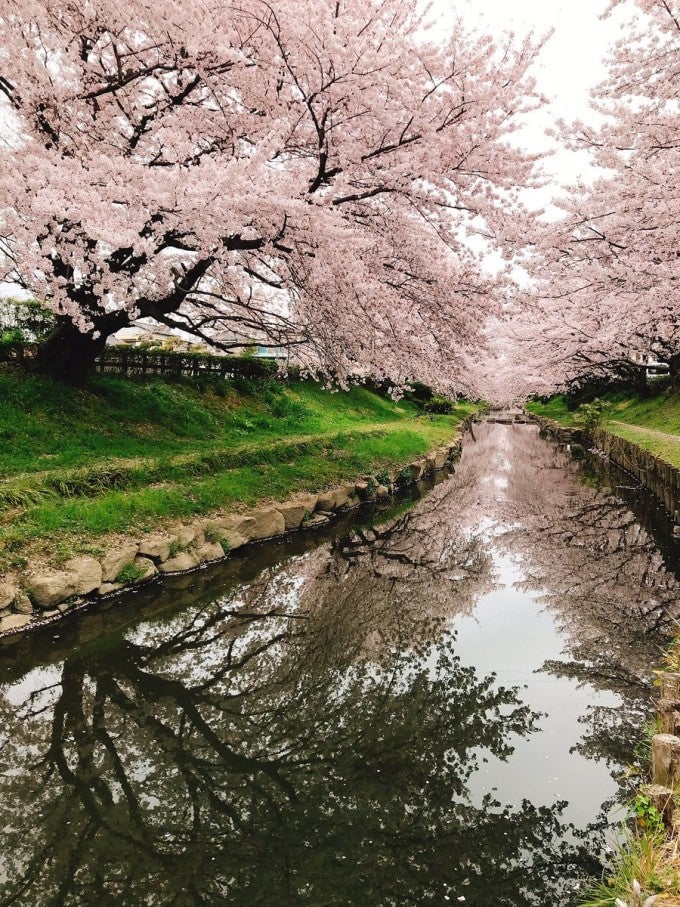 元荒川の桜並木