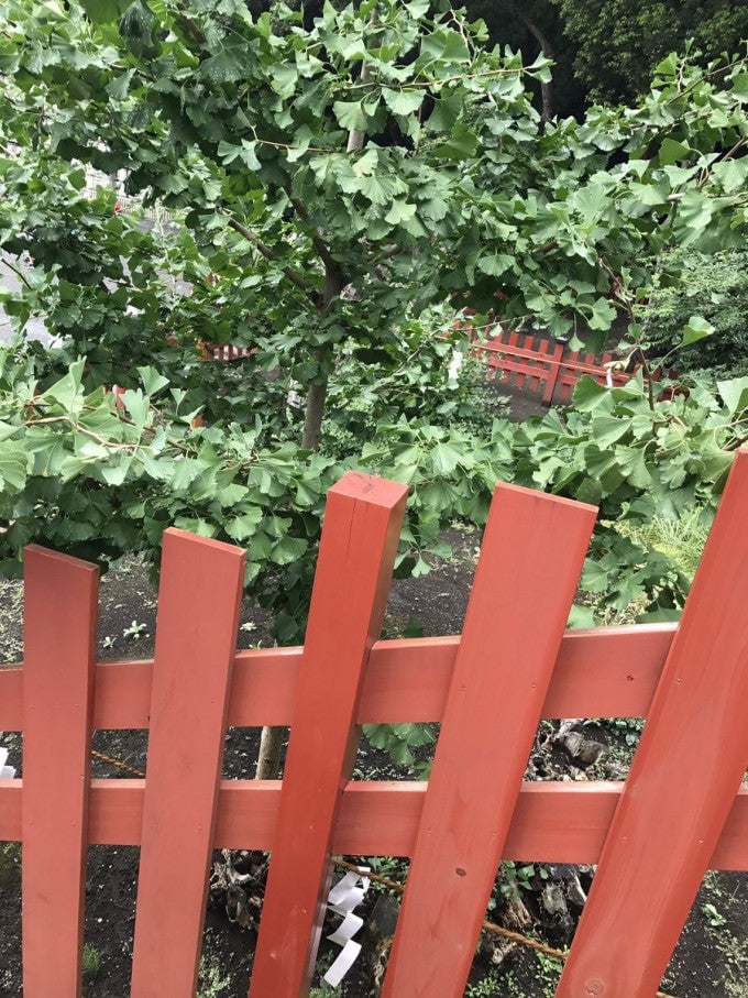 鶴岡八幡宮 大銀杏
