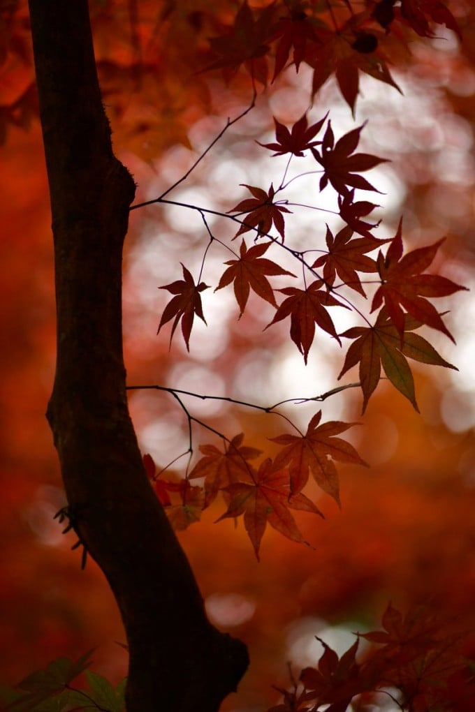 東郷公園 紅葉