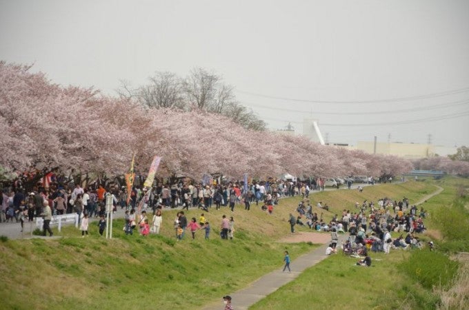こだま千本桜