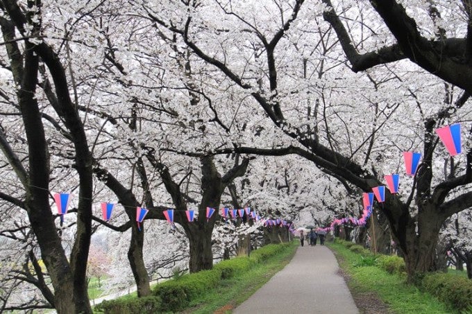 権現堂公園 桜まつり