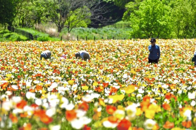 武蔵丘森林公園 ポピー