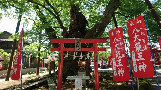 今宮神社 埼玉 ご神木