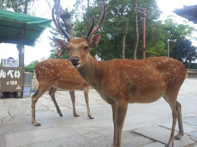 奈良県あるある 奈良公園