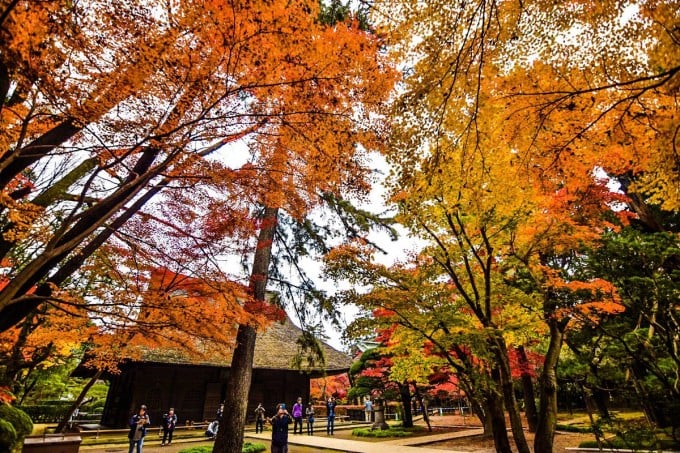 平林寺 紅葉