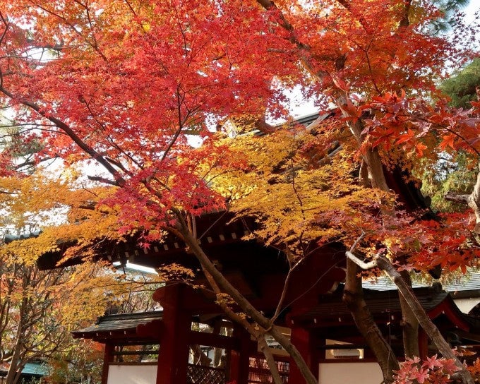 本土寺 紅葉