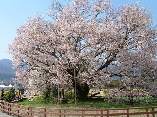 熊本県 インスタ映え 一心行の大桜