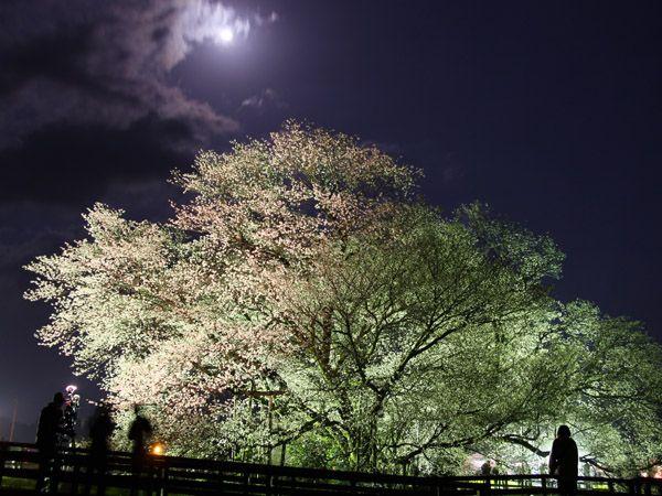 熊本県 インスタ映え 一心行の大桜2