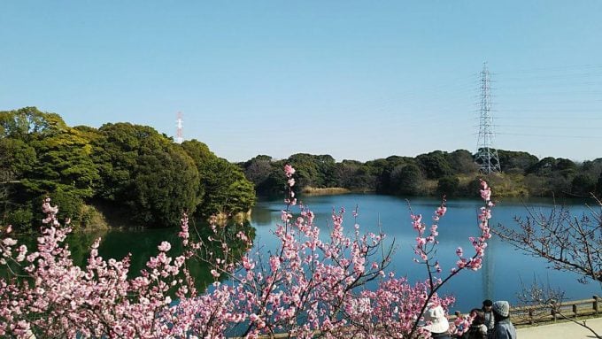 佐布里池梅林