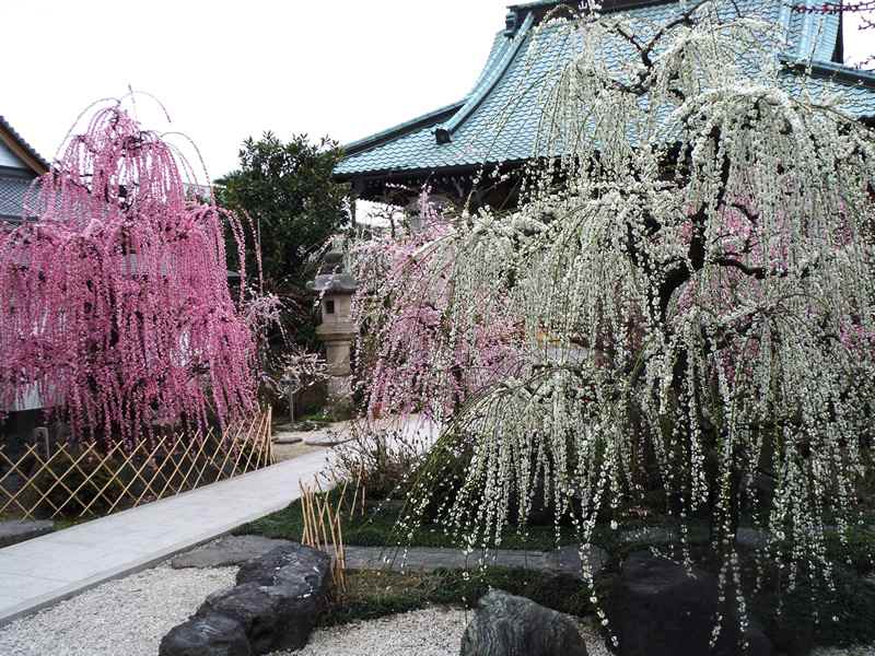 岐阜 インスタ映え 光受寺
