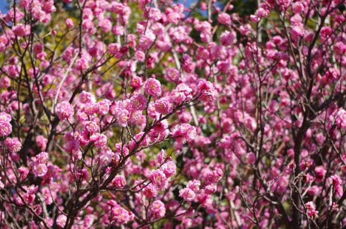 向山緑地内梅林園