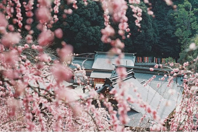 大縣神社梅園