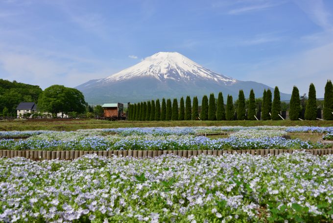 山中湖花の都公園