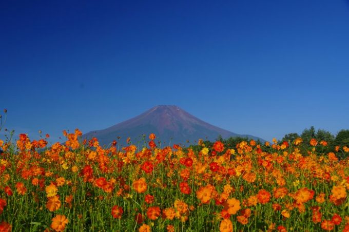 山中湖花の都公園