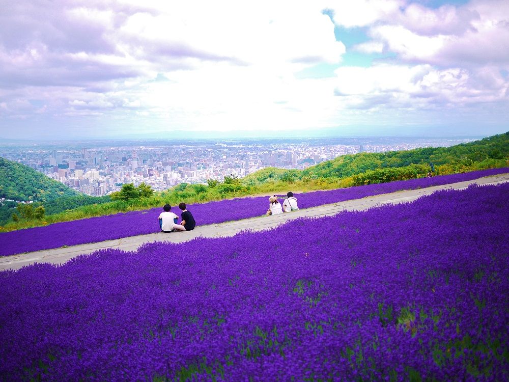 幌見峠ラベンダー園
