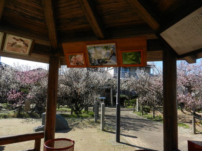三重県 新開臥竜梅